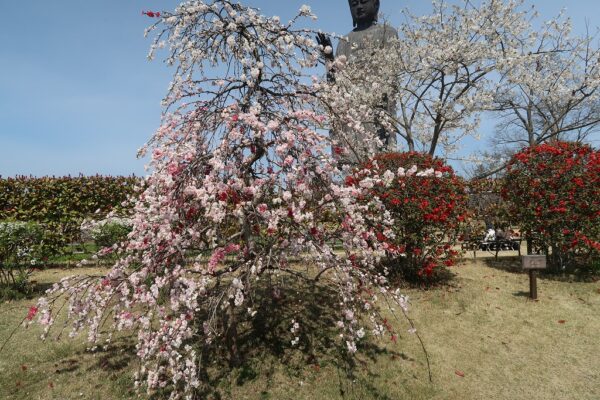 牛久大仏の桜