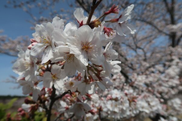 牛久大仏の桜